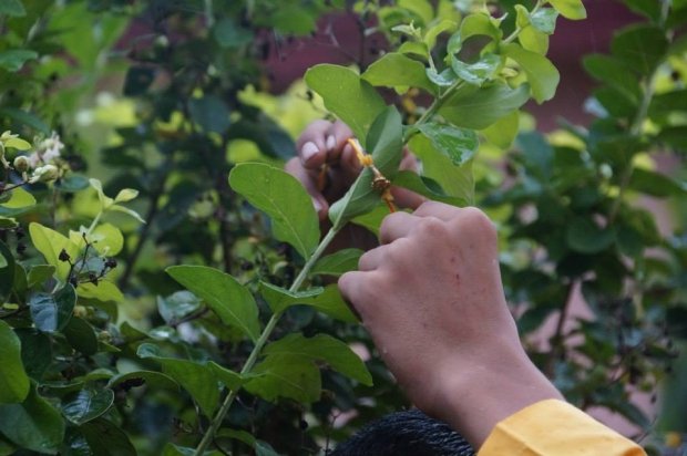 Green Raksha Bandhan